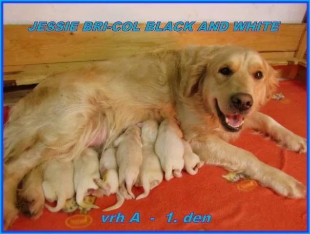 Zlatý retriever