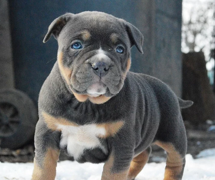 AMERICAN BULLY pocket