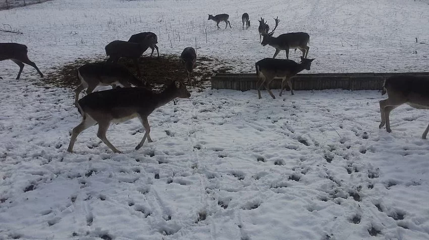 Dančí zvěř