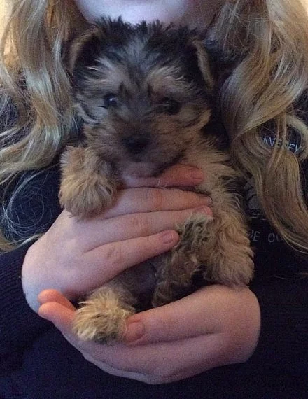 Tiny Teacup - Morkie - Baby Boy