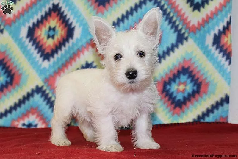 West Highland Terrier