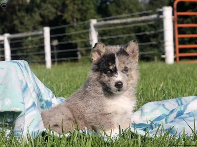 Štěně Pomsky