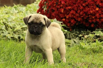 Zdravé štěně mops