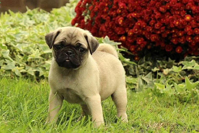 Zdravé štěně mops