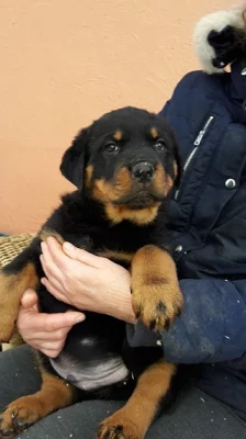 Masivní Rottweiler
