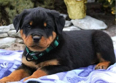 Rottweiler štěně