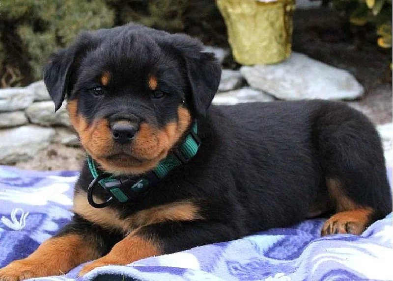 Rottweiler štěně