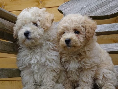 Poochon štěňata