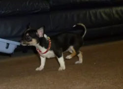 Chihuahua štěně