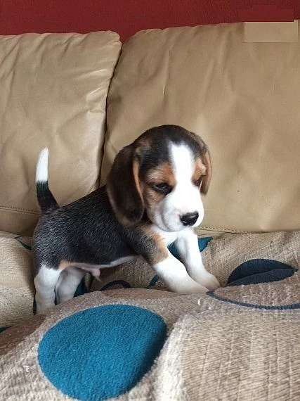 rodokmen štěně beagle