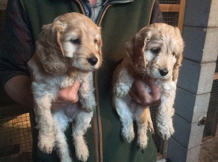 2 štěňata Blenheim Cockapoo připraveni