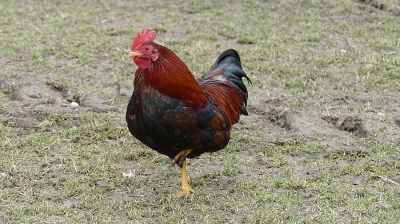 Velsumka zdrobnělá