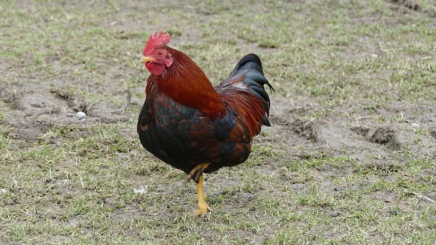 Velsumka zdrobnělá