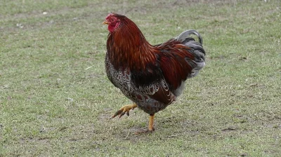 Kohoutek Wyandotky