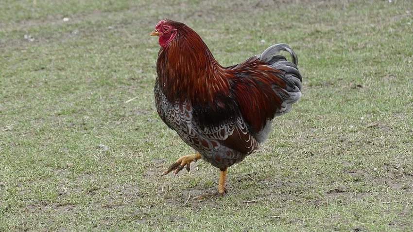 Kohoutek Wyandotky