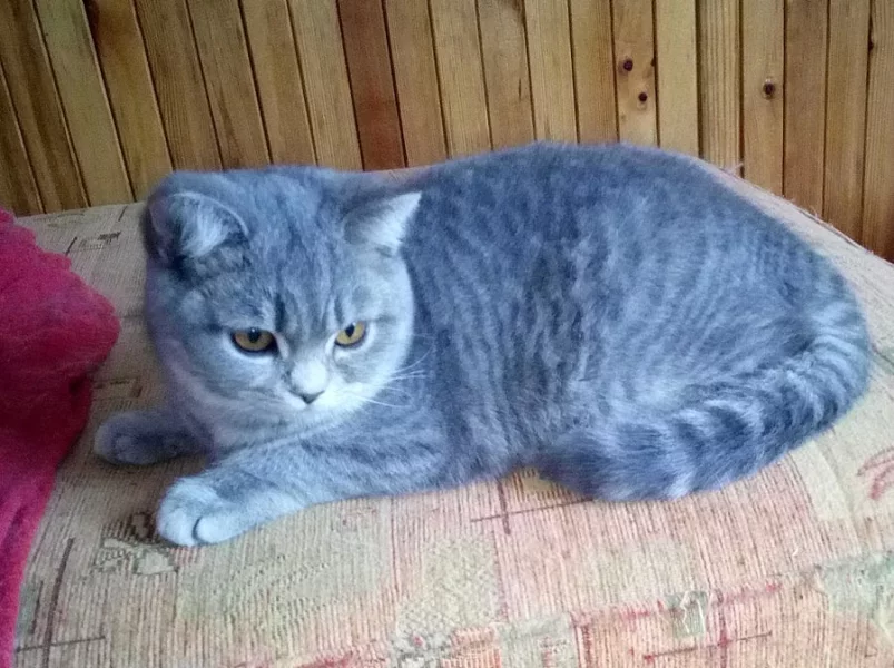 Britská koťata s PP