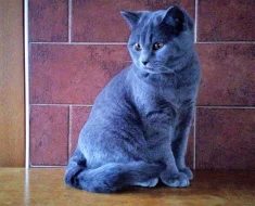 Britská koťata s PP