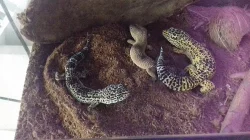 Gekončík noční - chov + vybavení