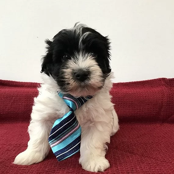 Havanese štěňata mužů a femals na prodej.