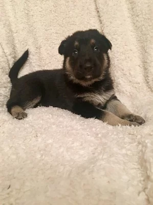 Německý ovčák štěňata na prodej