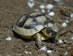 Mláďata želv zelenavých a vroubených