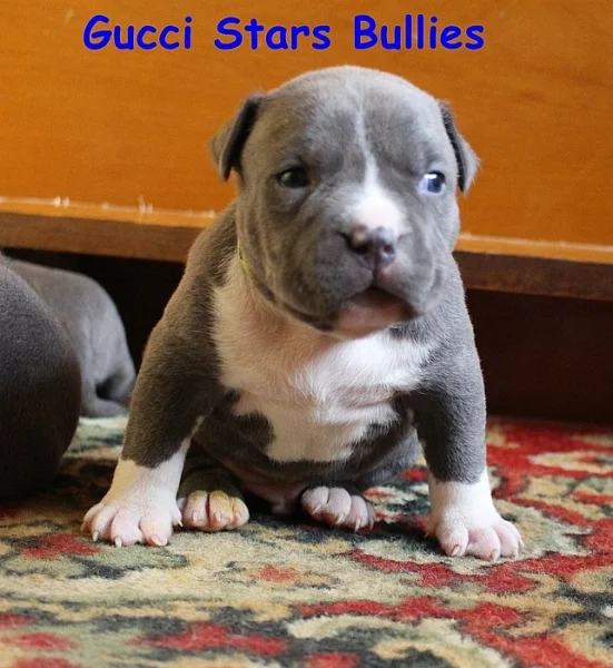 American bully s průkazem původu