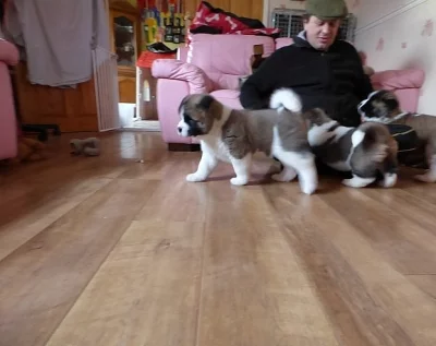 Akita-inu na prodej s PP