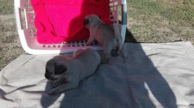 Mops