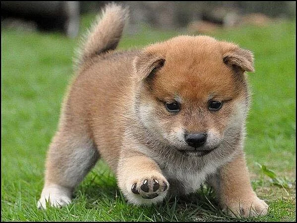 Shiba-Inu