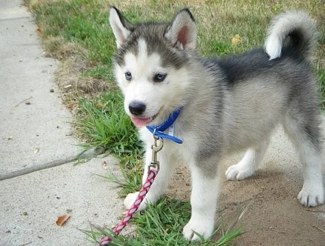 Predam husky