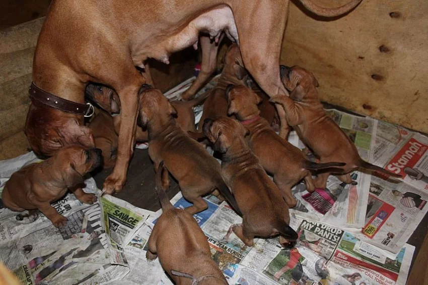 Rhodéský Ridgeback štěňata s pp