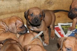 Rhodéský Ridgeback štěňata s pp