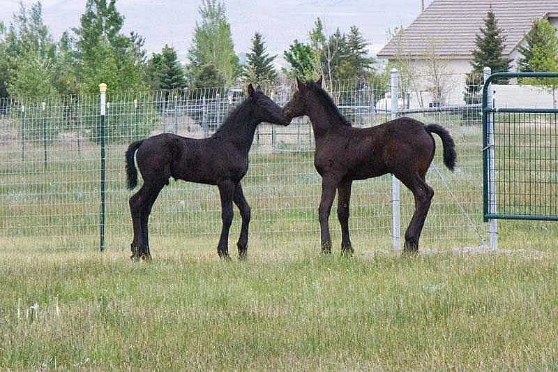 Krásná a mladá 7 měsíců stará Frisian Purebred klisna.