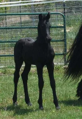 Krásná a mladá 7 měsíců stará Frisian Purebred klisna.