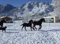 Krásná a mladá 7 měsíců stará Frisian Purebred klisna.