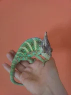 Výroba terárií: