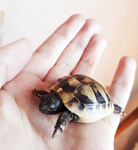 želva zelenavá mláďata