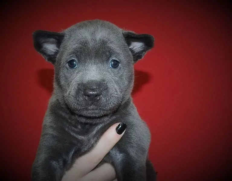 Thajský ridgeback modrý