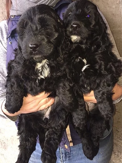 2 štěňata Blenheim Cockapoo připraveni