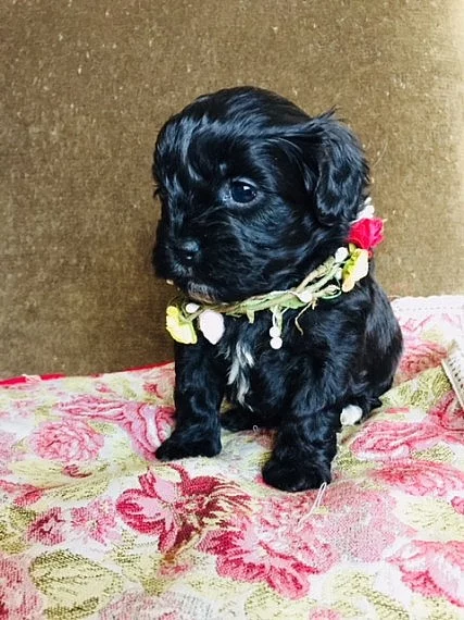 Roztomilý Shihpoo pouze pro stud