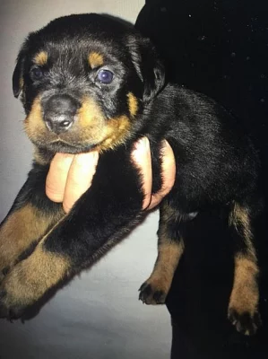 Štěňata labradorských retrívrů na prodej