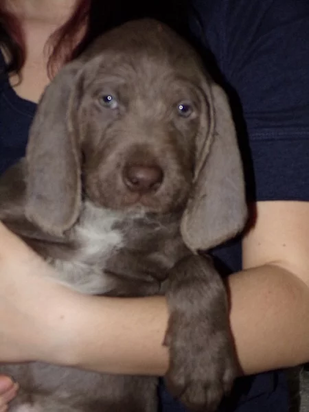 Slovenský hrubosrstý  ohař