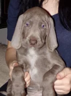 Slovenský hrubosrstý  ohař