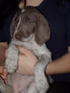 Slovenský hrubosrstý  ohař