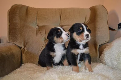 Velký švýcarský salašnický pes
