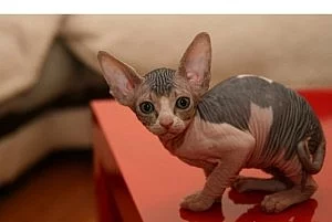 Registrované Sphynx koťata
