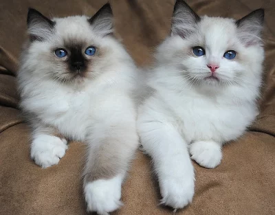Purebred Lilac Lynx Point Ragdoll Kitten    