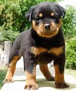 Německé Rottweiler štěňata na prodej
