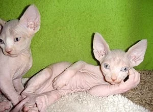 Purebred Savannah Kittens ready