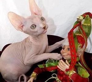 Purrbalds Sphynx Kočky